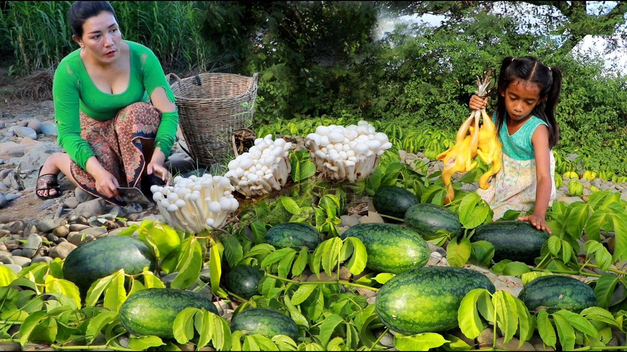 Pick mushroom & watermelon/ Roasted chicken spicy & Cooking octopus with mushroom for lunch