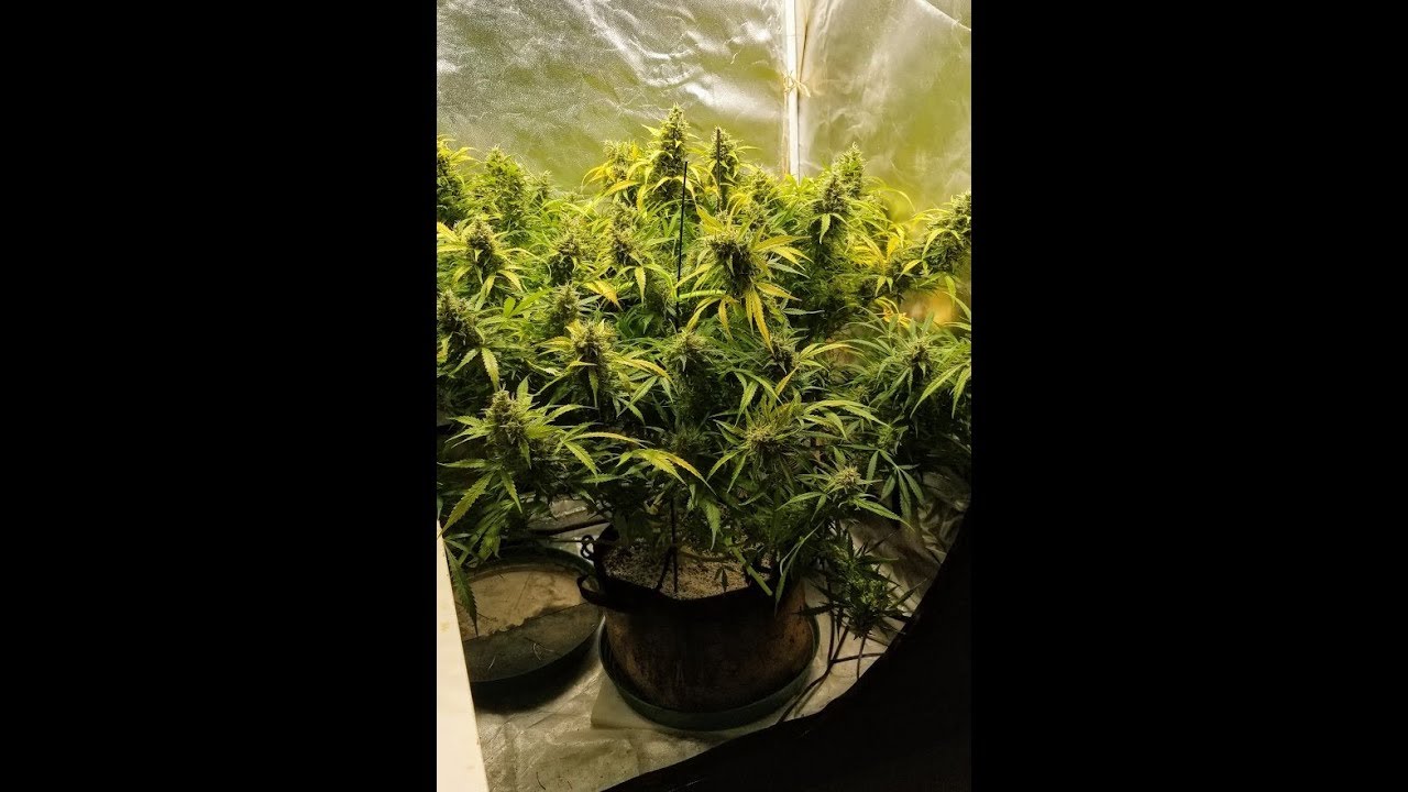 Second Harvest Of #1 Early Miss Autoflower #CropKingSeeds