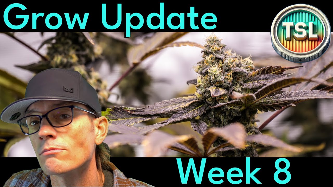 Organic Bud Porn | Living Soil Cannabis Update - Day 48 Flower