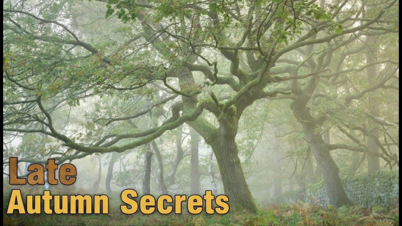 Late Autumn Is BETTER Than You Think: Woodland Photography Guide