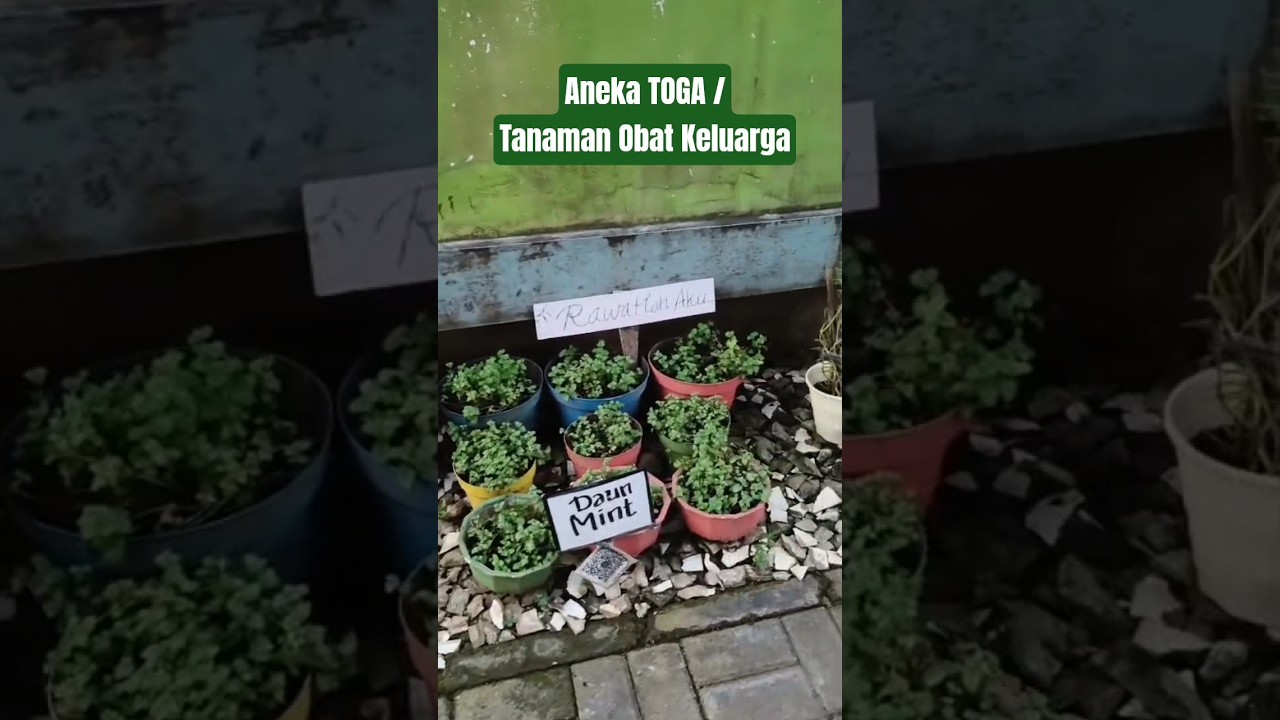 Aneka TOGA / Tanaman Obat Keluarga #toga #tanaman #tanamanobatkeluarga #herbal #obatalami #tumbuhan