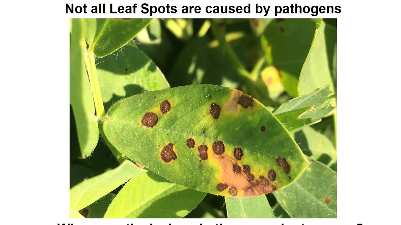 Malawi Groundnut Training - IPM and Disease Management (October 2020)