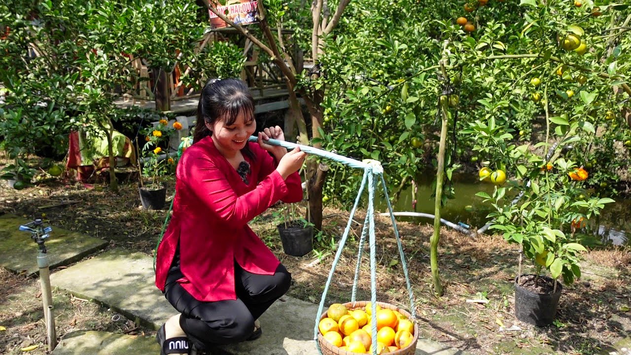 Tham Quan Vườn Quýt Hồng Hưng Phát ở Đồng Tháp Trái Xum Xuê | HQ #1032