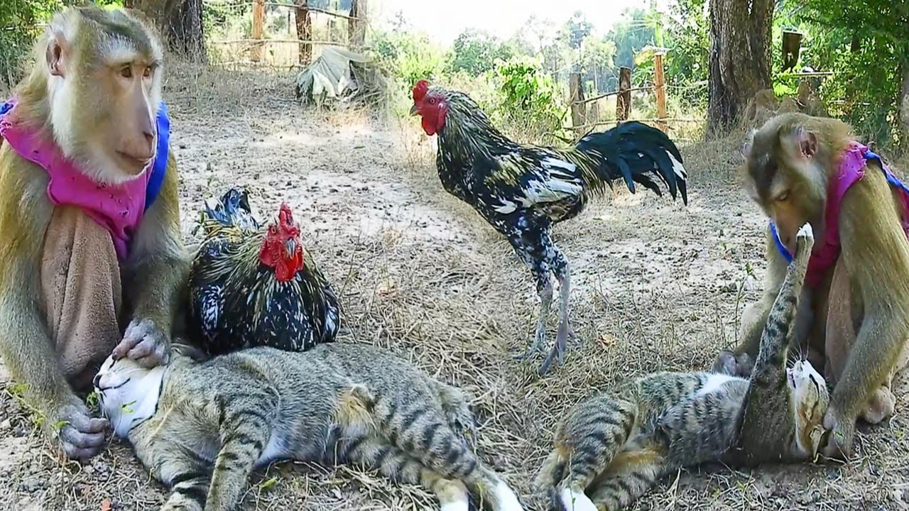 What Happens When SokYaa Cats and ToTo Become One Big Family