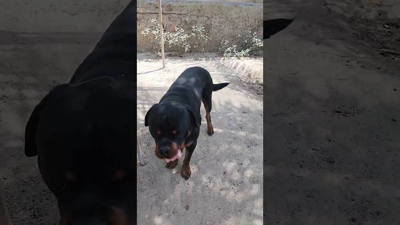 #dogcatfunny #petscomedy #shorts #dogbreed #viralvideo #rottweiler #shortvideo #viral #trending #fyp