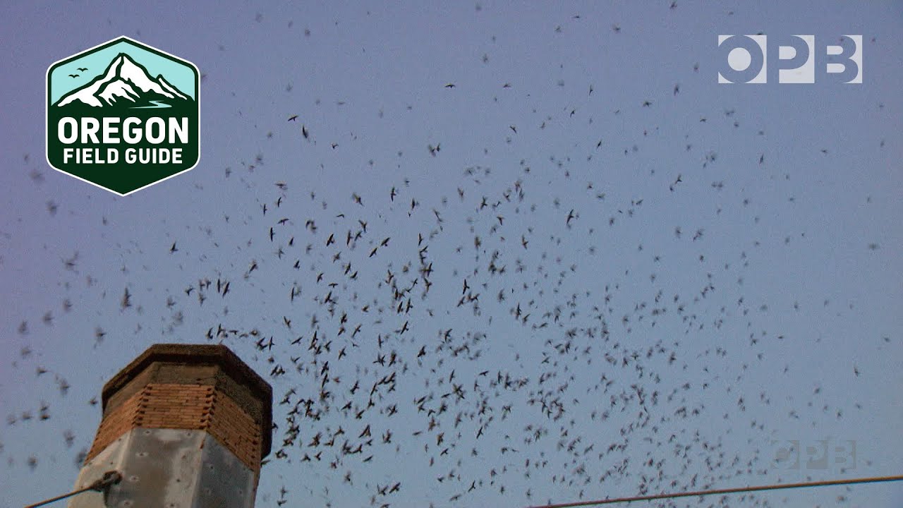 The dazzling world of Vaux’s swifts | Oregon Field Guide from the OPB Archives