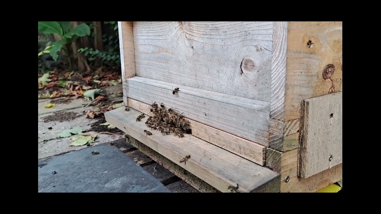 Bee Video 25,8,24 wasp trap