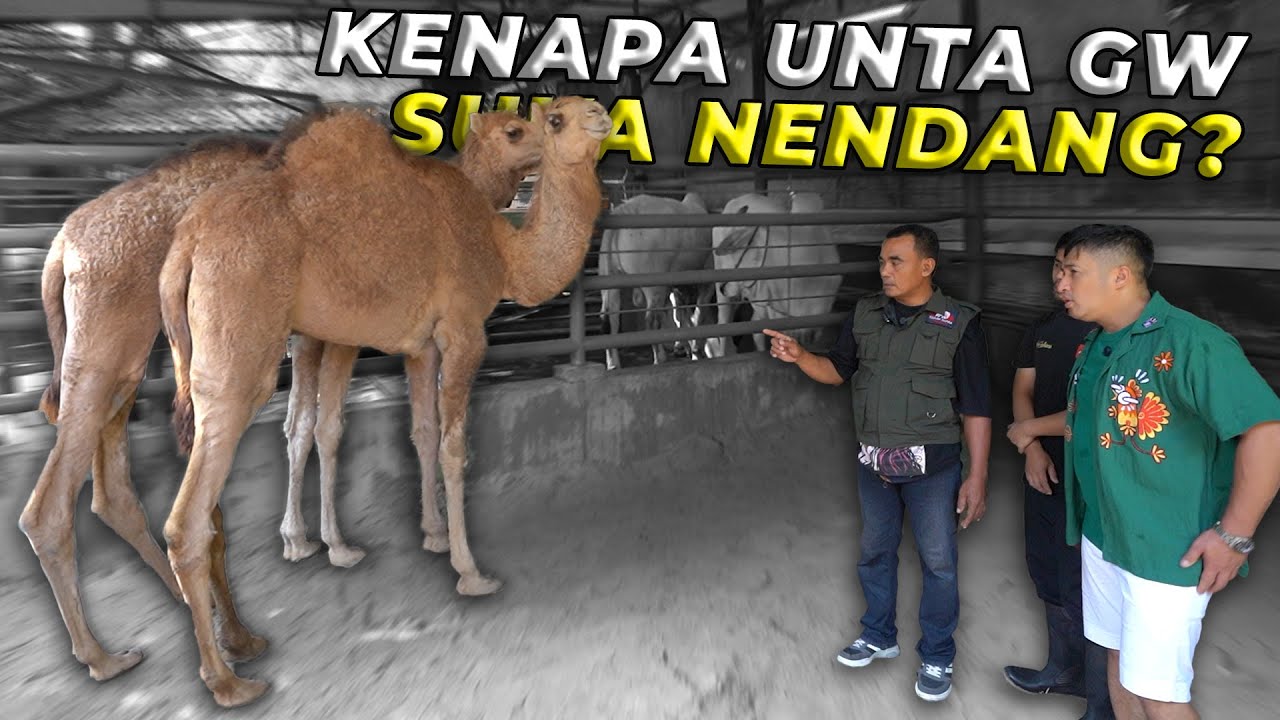 Ternyata Unta yang Suka Nendang Punya Alasan Kuat!