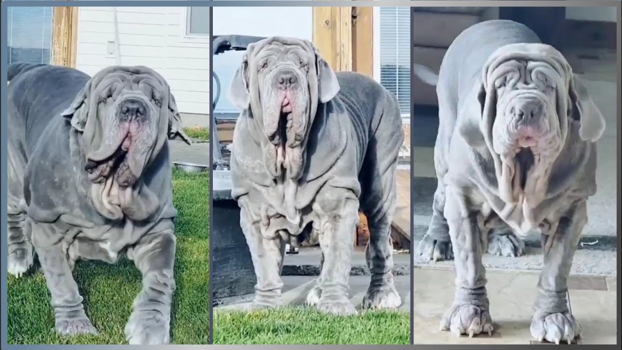 Neapolitan Mastiff Dog (things you need to know) | Pots RT