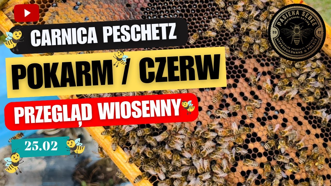 25.02: Przegląd wiosenny - CARNICA PESCHETZ, sprawdzamy czerw i pokarm - Pasieka SeBee