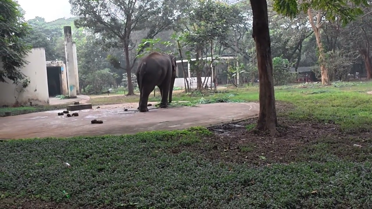 African elephants 🐘 are the largest land animals on Earth | 🐘 আফ্রিকান হাতি