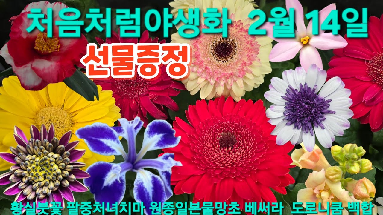 #겹데모르 #부겐베리아 #황실붓꽃 #에파크리스 #클레마티스 #향랜디 #그레이스캄파 #처음처럼야생화
