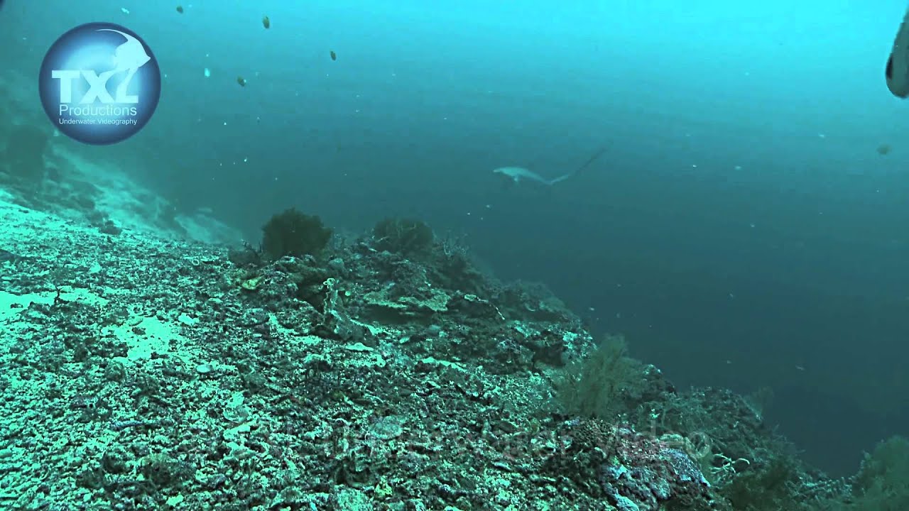 20 : 15 : 2012 : Philippines : Part 6: Our No.1 Favourite Dive Site
