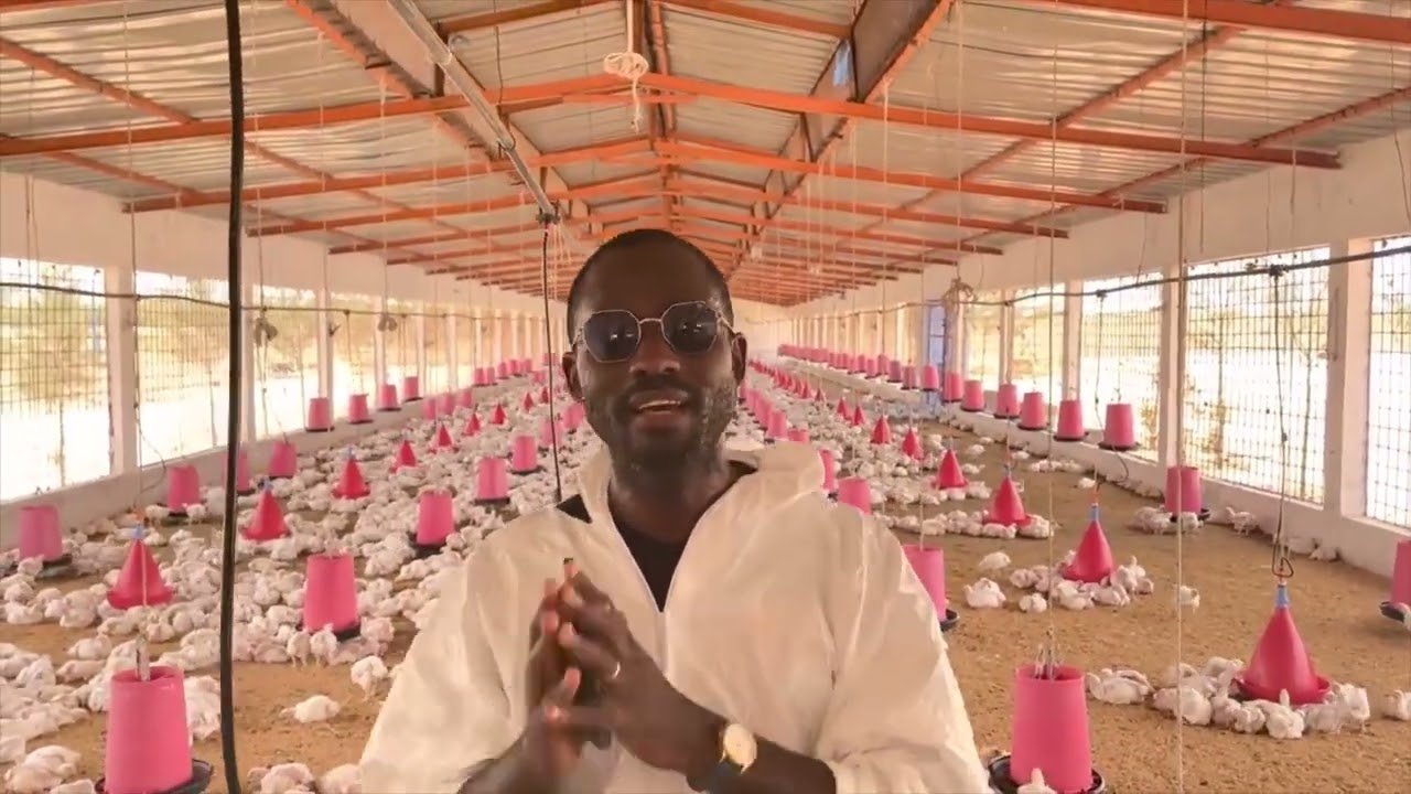 RENTABILITE Elevage de poulets de chair, RECADRAGE et explication des analyses de Phillipe SIMO