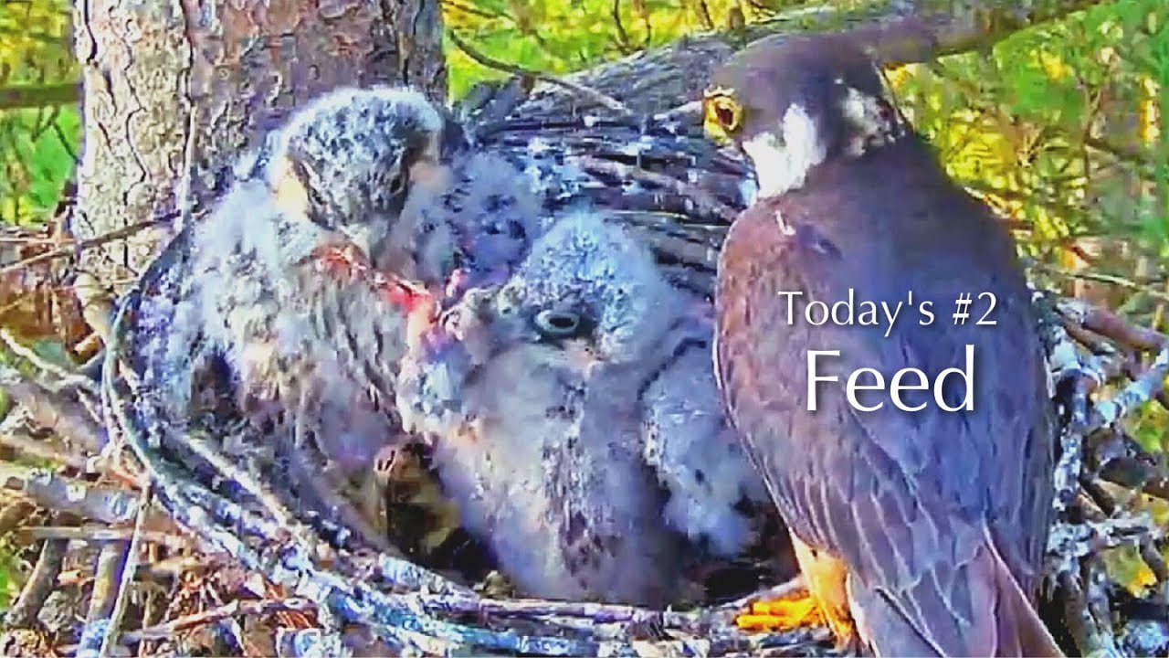#142🦅🐥27°🐥27°／Falcon Nest 2025🇬🇧 Forestry England South Forest District／Powerd by WildlifeWindows