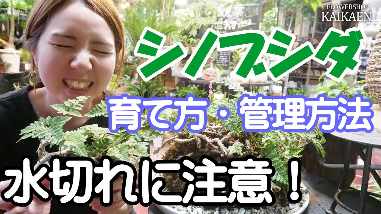 シノブシダ　シダ植物　育て方　管理方法　日陰で育つ　水枯れに注意【おうちでガーデニング】開花園チャンネル