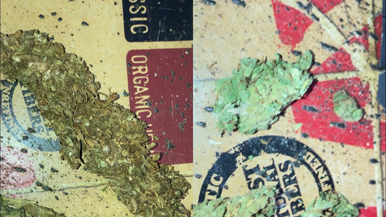 SATIVA STRAINS COMPARISON: Ethiopian Shashamane  and Lemon Haze