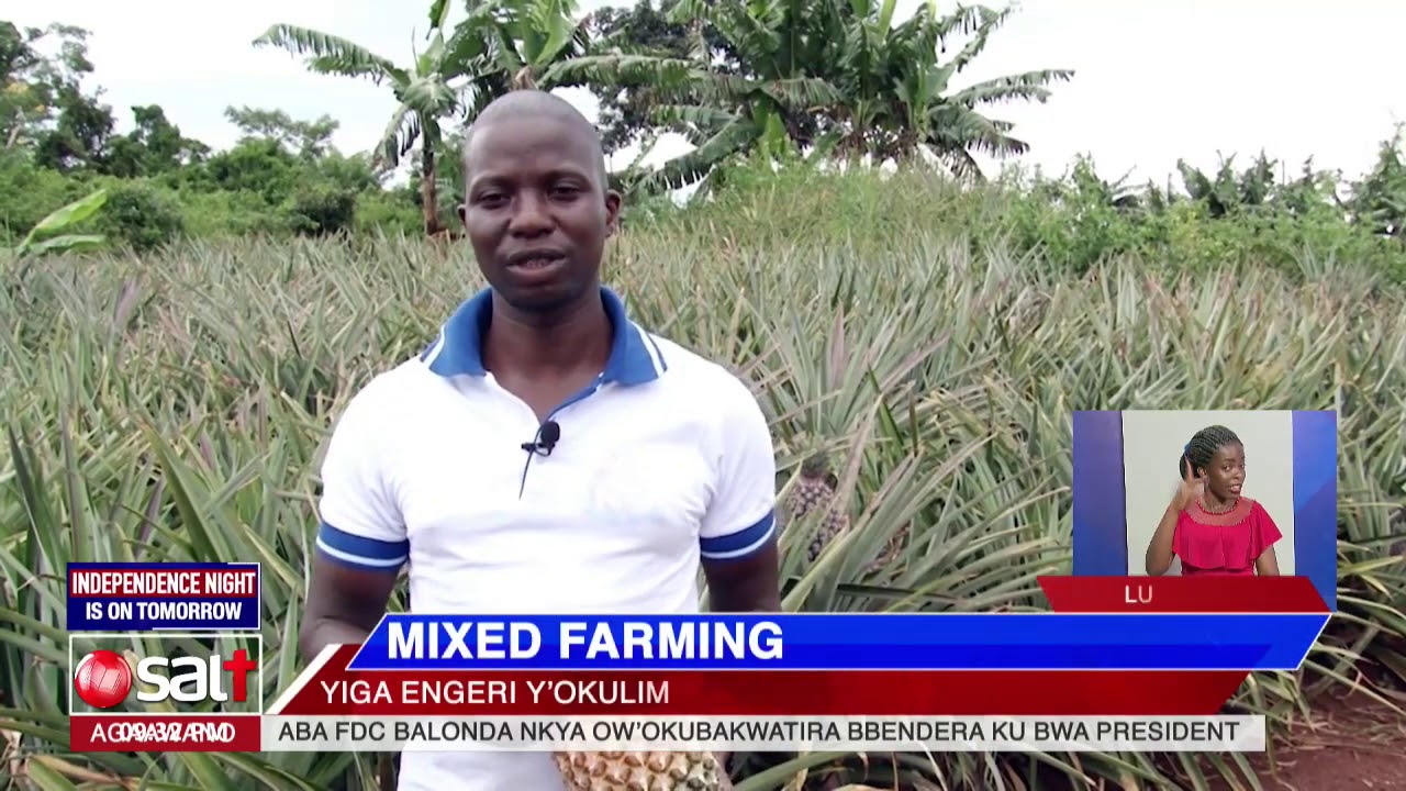 MIXED FARMING - Yiga engeri y'okulima ennanansi