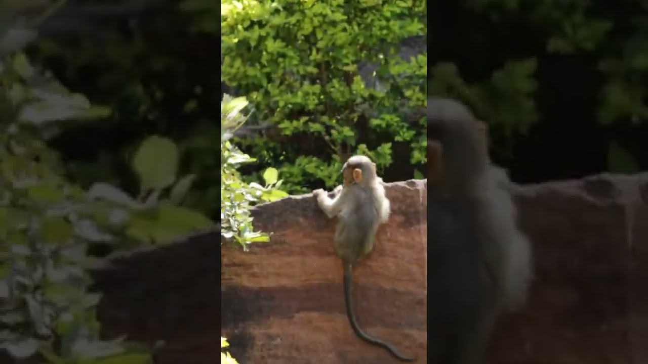 Bonnet Macaque Monkey Baby Playing