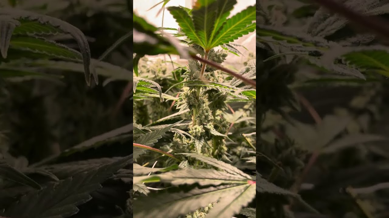 Gorilla Glue #4 (clone only)