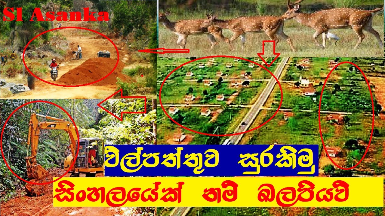 සිංහලයේක්නම් බලපියව් මේකයී ඇත්ත | Sinhale | Gossip | Sinhala Gossip | Gossip Lanka | Sri Lanka
