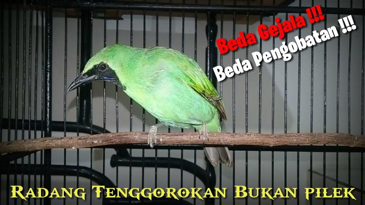 Cara Mengobati Cucak Ijo Radang Tenggorokan