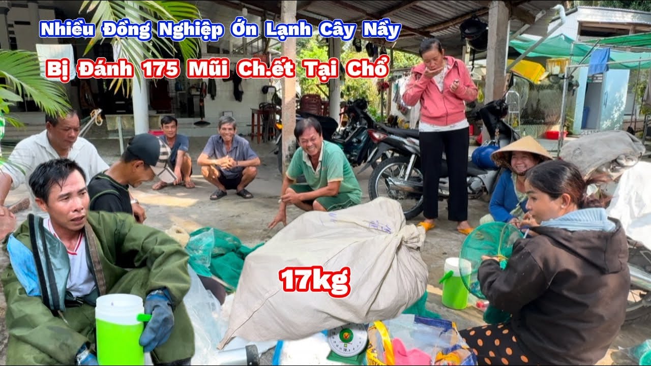 Người Dân Bị Ong Đánh 175 Mũi CH.ẾT TẠI CHỔ Nghe Nói Ám Ảnh. Bee Hive Kills 175 People in One Spot