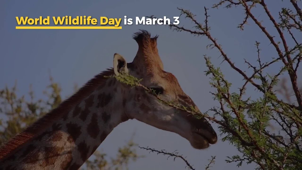 10 holidays in March