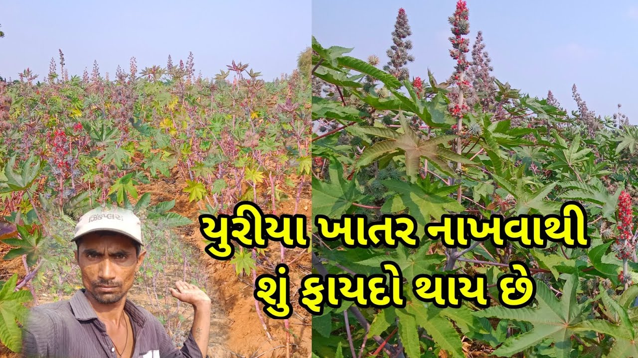 યુરીયા ખાતર નાખવાથી શું ફાયદો થાય છે એરંડામાં 👈 vlogs