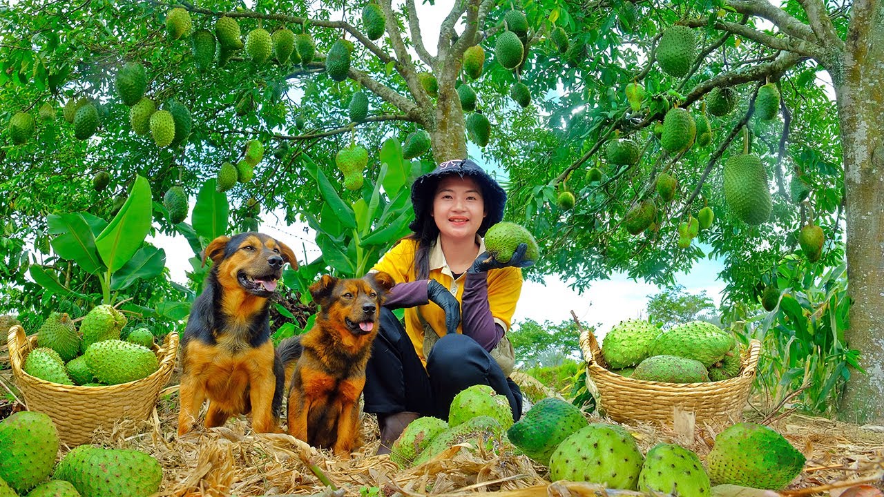 Harvest Soursop To Sell At The Market, Sow Cucumber Seeds in Trays, And Take Care of Mushrooms, Farm