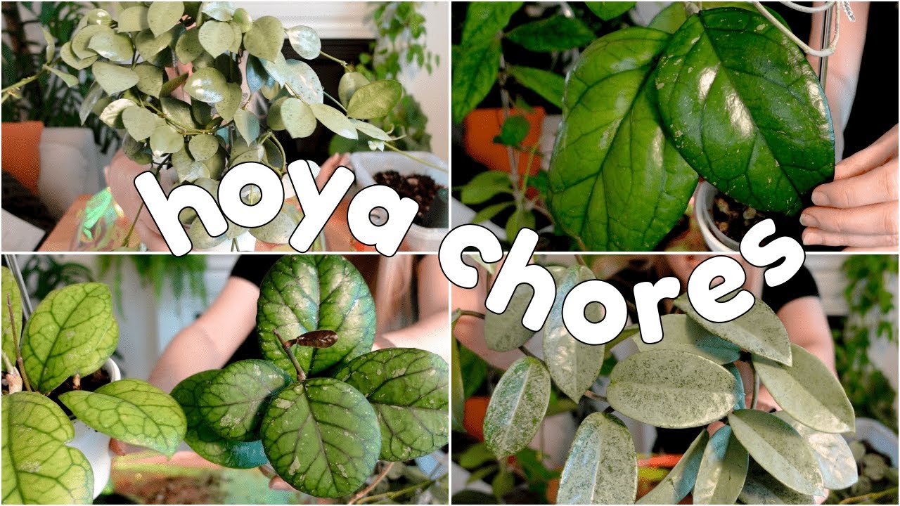 mildly chaotic hoya plant chores with a surprise 🐭 🌿
