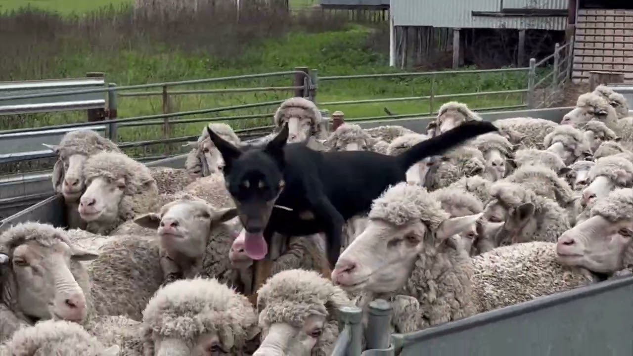 Lucindale working dog auction 2024. Lot23 CELTIC SHADOW