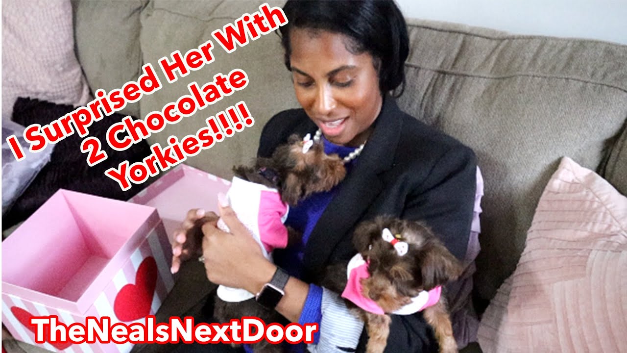 I Surprised Her With 2 Chocolate Yorkie Puppies | Best Valentine's Day Gift