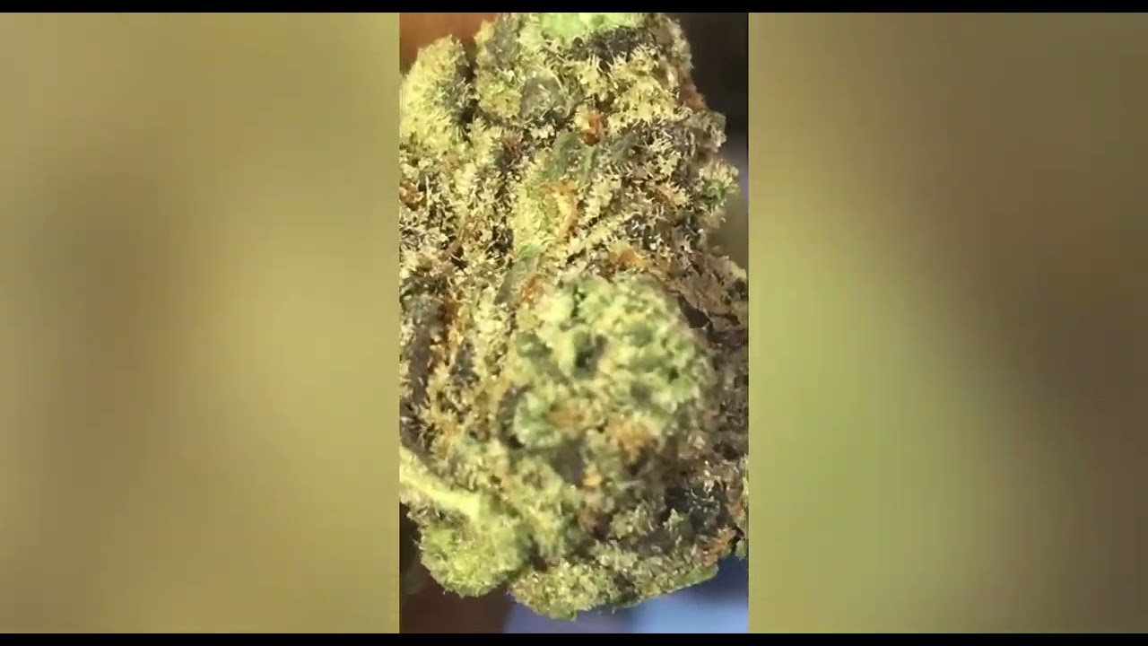 Slippery Susan Strain Review ( Smk Brk 420)