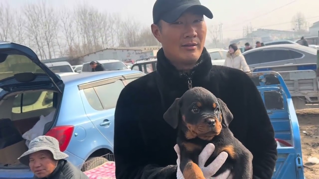 逛农村狗市了，了解宠物狗价格，有喜欢的点赞加关注咯！ #小型犬 #狗市淘狗