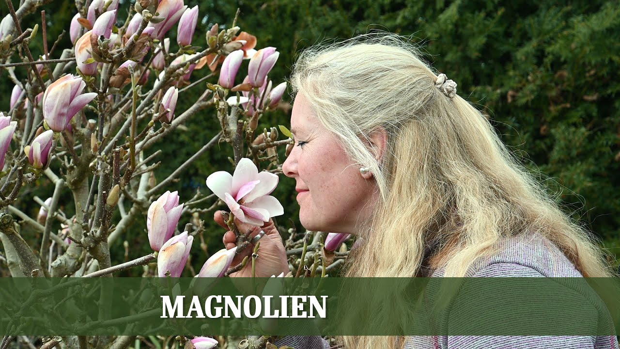 Magnolien - Alles über Sorten, Ansprüche und Pflege