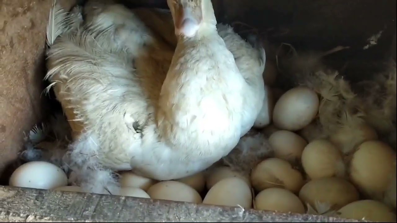 Mag Vitamins tayo sa mga bagong pisang muscovy at mag spray sa malapit ng mapisang naglilimlim