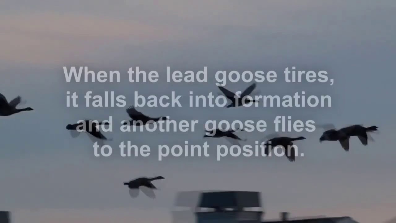 Geese Motivation