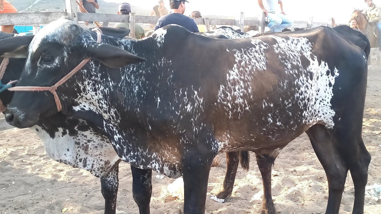 Feira de Gado Capoeiras Pe.06/02/26
