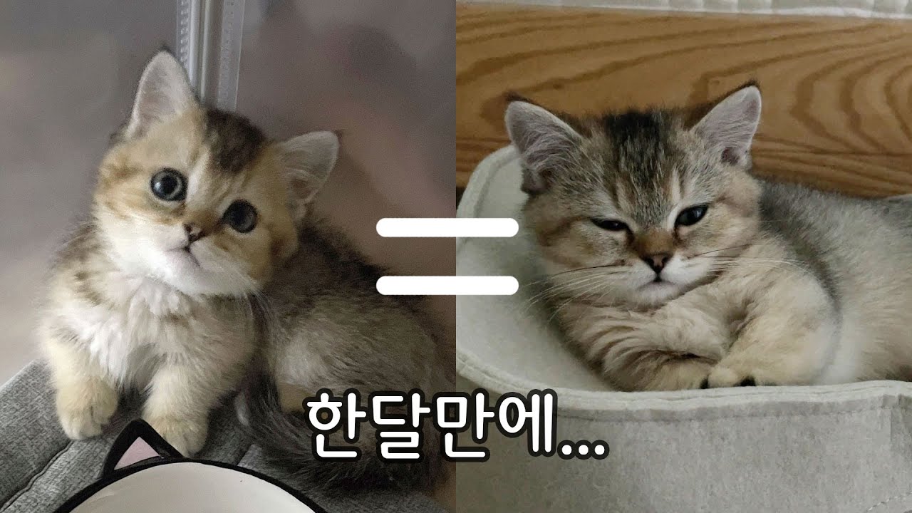 아기 고양이가 너무 귀여워서 출근을 못하겠어요...