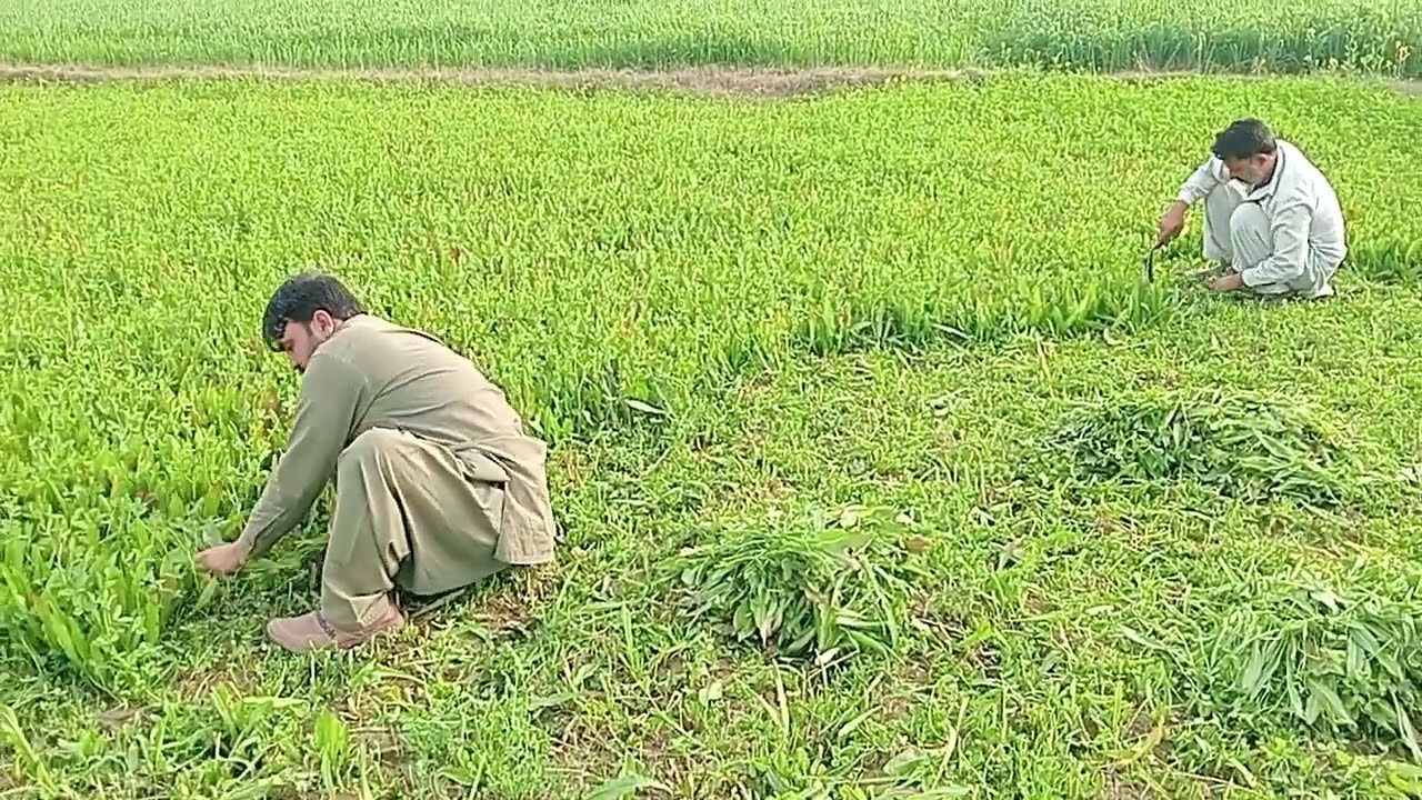 Pinda de mahal#comedy#viral video#for you#