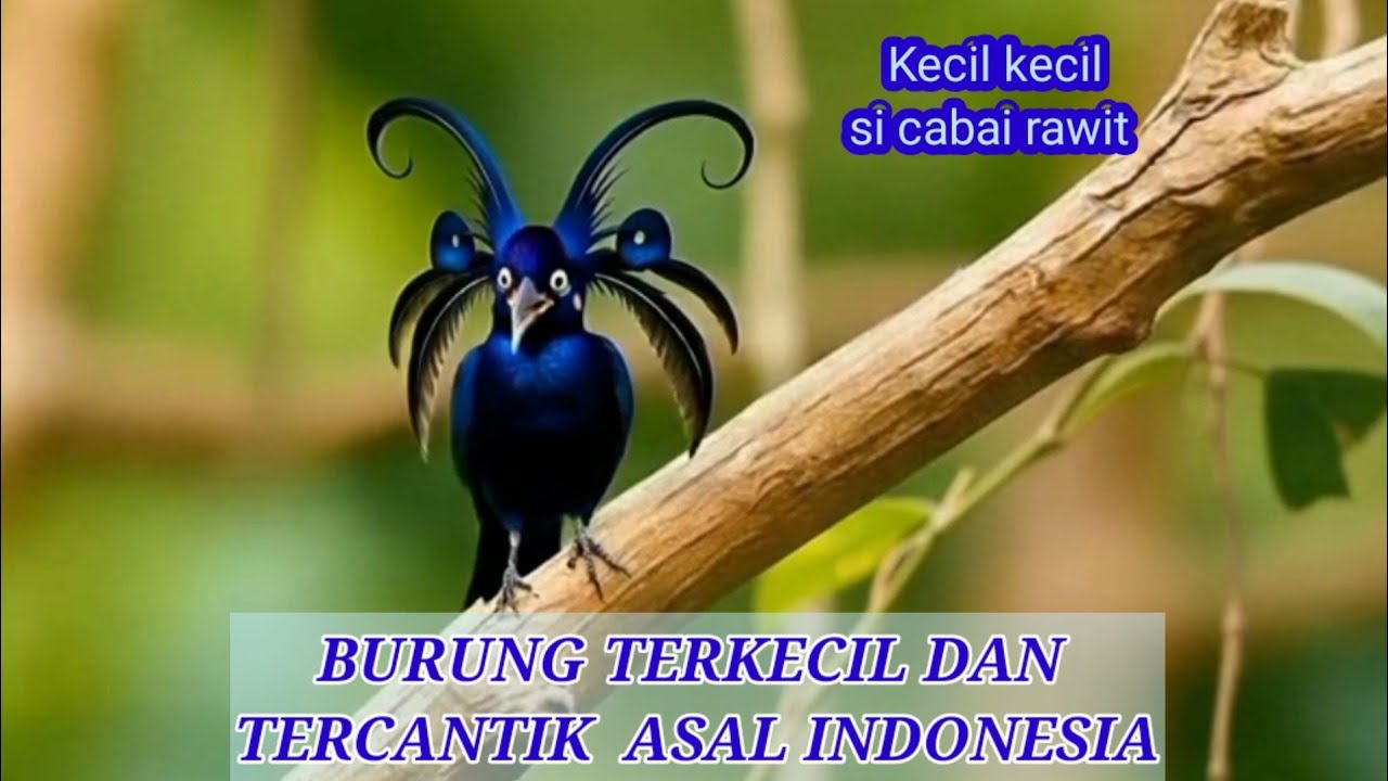 Burung Ter kecil dan cantik gacor 