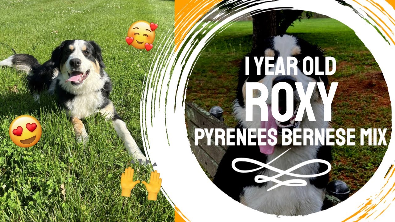 1yo Great Pyrenees Bernese mix (Roxy) | Best Delaware Dog Trainers | Off Leash K9 Training Delaware