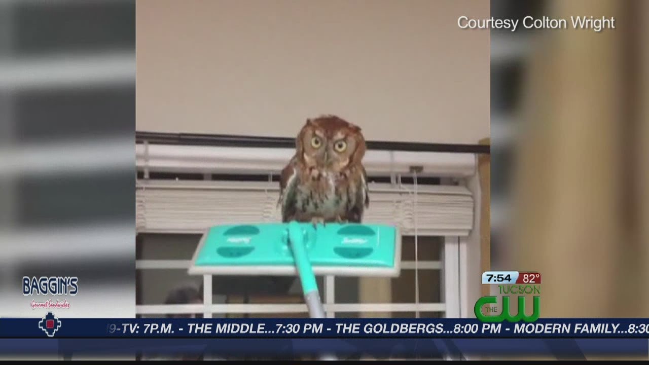 Scary Owl