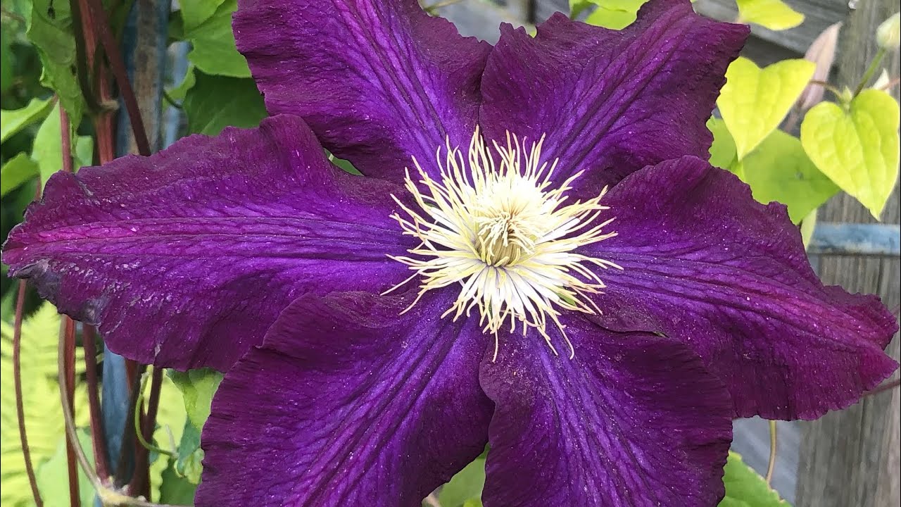 Clematis with large blooms/ flowers: Warsaw Nike