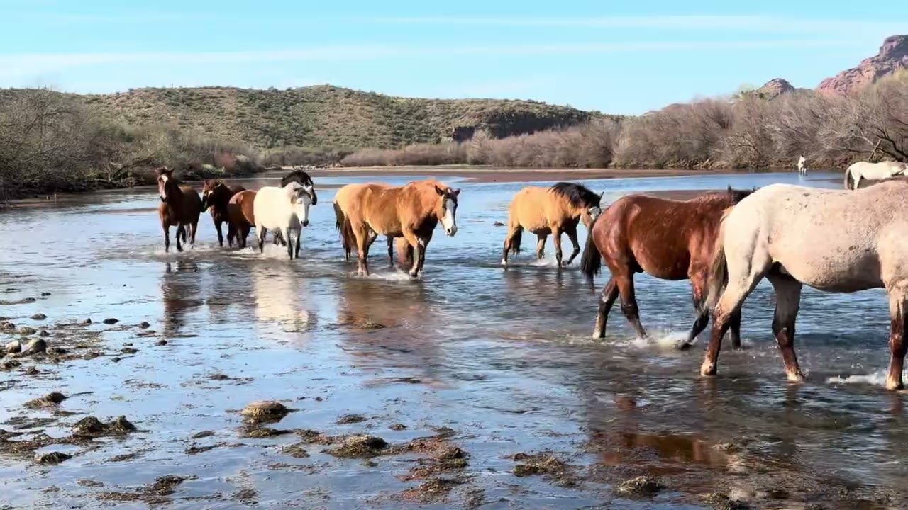 Salt River Horses 