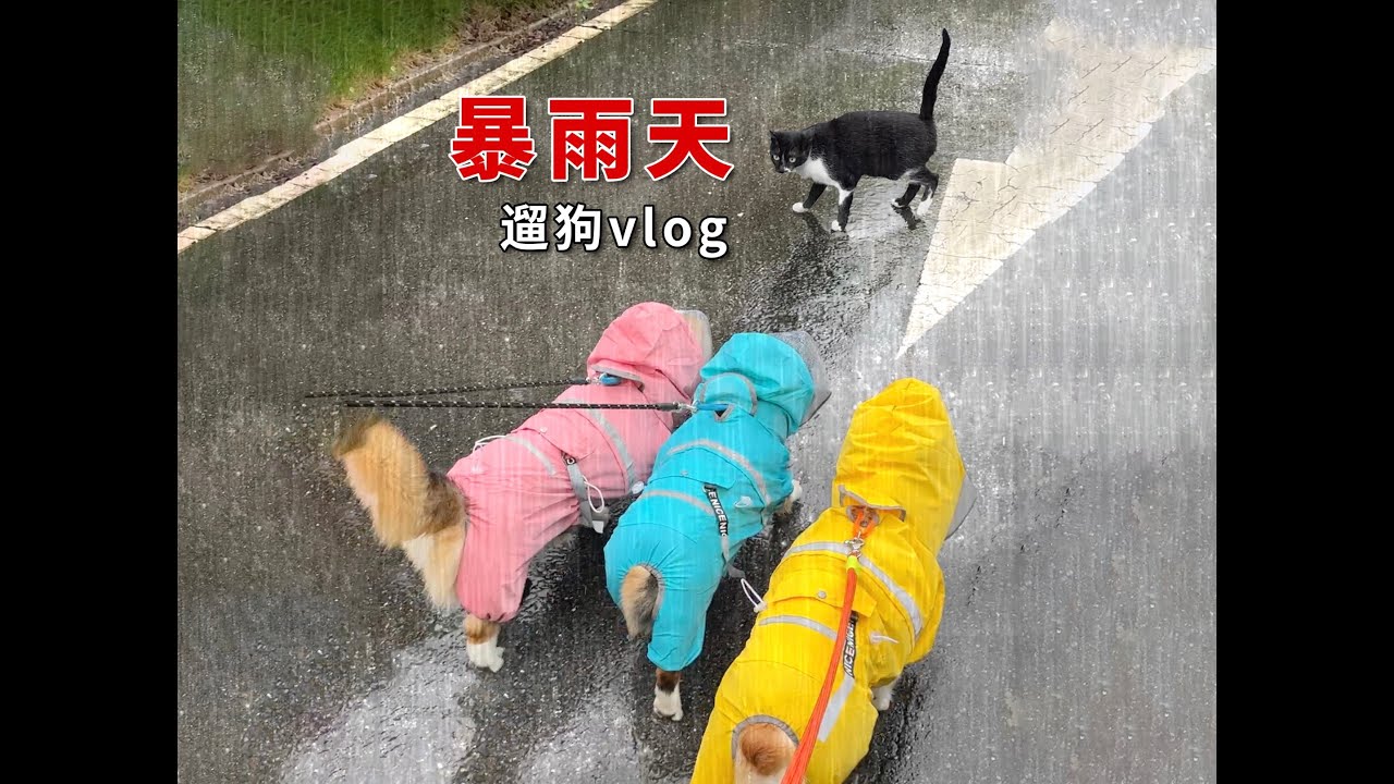 暴雨天铲屎官日常：这个狗是非遛不可吗？