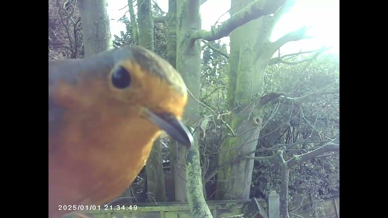 couple of days footage of a pair of robins visiting the camera feeder