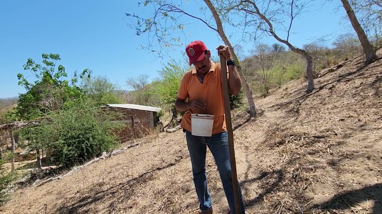 COMO SEMBRAR  SEMILLA DE GUINEA CRIOLLA