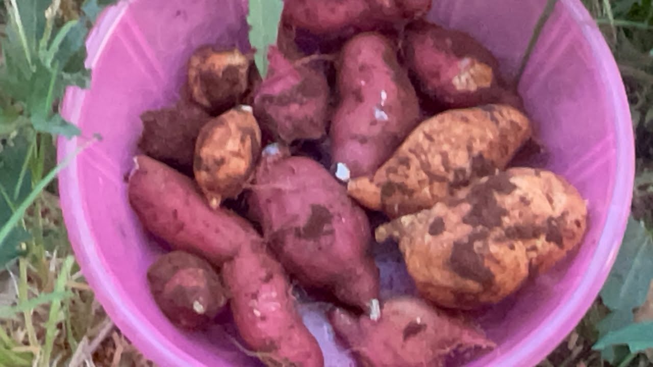 sweet potatoes Africa Kenya